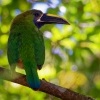 Arassari smaragdovy - Aulacorhynchus prasinus - Emerald Toucanet o1563